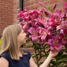 lilia-drzewiasta-robina-xxl-24-1-szt-cebulki-cebule-lilii-lilie