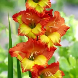 gladiolus-mieczyk-princess-margaret-rose-5-szt-cebulki-cebule-kwiaty