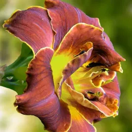 hemerocallis-liliowiec-dark-1-szt-sadzonka-bylina-klacze