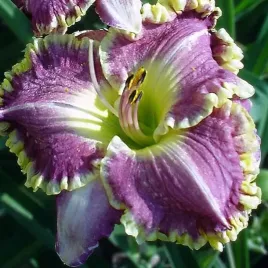 hemerocallis-liliowiec-bestseller-1-szt-sadzonka-bylina-klacze