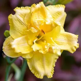 hemerocallis-liliowiec-double-yellow-1-szt-sadzonka-bylina-klacze