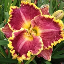 hemerocallis-liliowiec-daria-1-szt-sadzonka-bylina-klacze