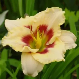 hemerocallis-liliowiec-blueberry-candy-1-szt-sadzonka-bylina-klacze