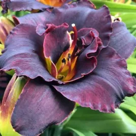 hemerocallis-liliowiec-voodoo-dancer-1-szt-bylina-sadzonka-sadzonki