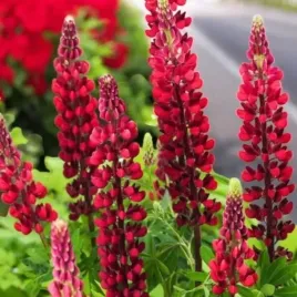 lupinus-lubin-trwaly-the-pages-1-szt-bylina-sadzonka-sadzonki