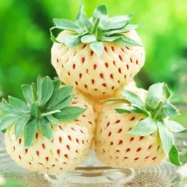 sadzonka-truskawka-biala-ananasowa-1-szt-bylina-sadzonka-sadzonki