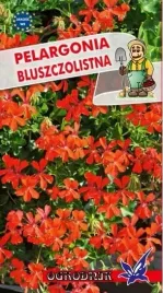 pelargonia-bluszczolistna-czerwona-5g-o