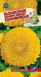 slonecznik-ozd-karlowy-sonnegold-2g-o