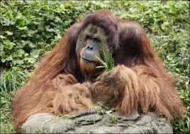 orangutan-at-the-cincinnati-zoo-and-botanical-garden-carol-highsmith-pla