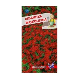 aksamitka-waskolistna-czerwona