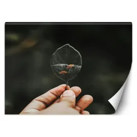 fototapeta-mini-akwarium-zehem-chong-450x315
