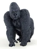 goryl