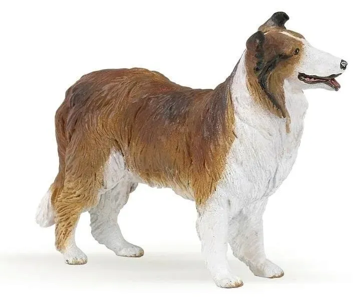 owczarek-collie