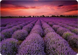 podkladka-stolowa-korkowa-30x40cm-z-nadrukiem-lavender-3-wielokolorowa