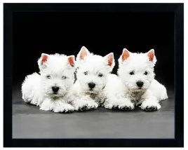 nowoczesny-obraz-w-czarnej-ramie-w-rozmiarze-40x50-cm-dog-1