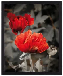 nowoczesny-obraz-w-czarnej-ramie-w-rozmiarze-40x50-cm-poppies