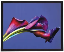 nowoczesny-obraz-w-czarnej-ramie-w-rozmiarze-40x50-cm-flower-17