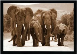 nowoczesny-obraz-w-czarnej-ramie-o-wymiarach-70x100-cm-elephants-7