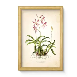 obraz-kwiaty-plant-6-w-drewnianej-ramie-20x30-cm-sosnowa-300dpi