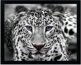 obraz-nowoczesny-40x50-cm-w-czarnej-ramie-wzor-tiger-1