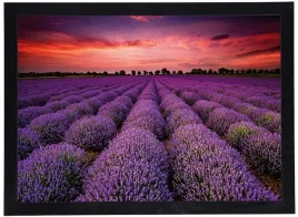 obraz-w-czarnej-ramie-w-rozmiarze-50x70-cm-lavender-3