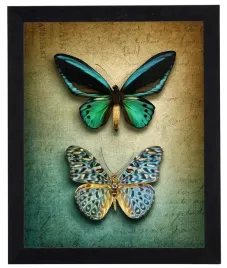 obraz-w-czarnej-ramie-40x50-cm-butterfly-4-polska-produkcja