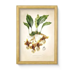 nowoczesny-obraz-20x30-cm-w-drewnianej-sosnowej-ramie-kwiat-plant-8