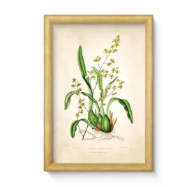 nowoczesny-obraz-20x30-cm-kwiat-w-ramie-z-sosny-foliowane-300-dpi
