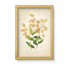 obraz-kwiat-plant-3-w-drewnianej-ramie-20x30cm-wysoka-jakosc-druku