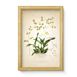 obraz-kwiat-w-drewnianej-ramie-20x30-cm-druk-offset-polska-produkcja