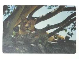 podkladka-na-biurko-piankowa-lwica-60x40cm