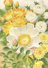 karnet-st473-b6-koperta-zolte-roze