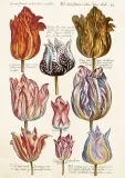 karnet-st476-b6-koperta-tulipany