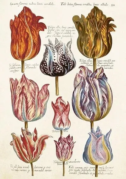 karnet-st476-b6-koperta-tulipany