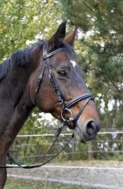 oglowie-dla-koni-classic-czarne-roz-cob-covalliero