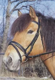 oglowie-dla-konia-standard-czarny-pony-covalliero