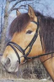 oglowie-dla-konia-standard-czarny-full-covalliero