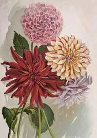 karnet-st454-b6-koperta-dalia