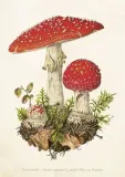 karnet-st463-b6-koperta-muchomor