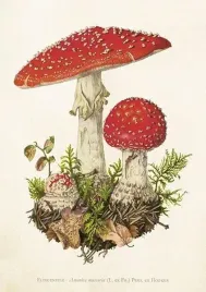 karnet-st463-b6-koperta-muchomor