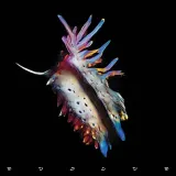 evolve-vinyl