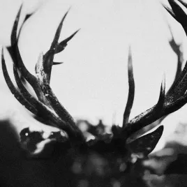 ihsahn-limited-black-yolk-vinyl-vinyl