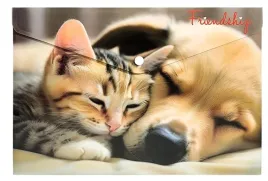 koperta-a4-pp-na-nape-z-nadrukiem-friendship