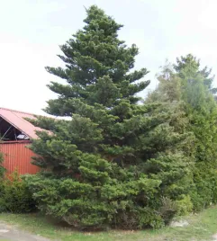 jodla-koreanska-duze-rosliny-40-70-cm-wysokosci