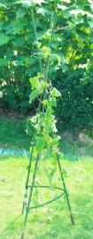 podpora-do-pomidorow-i-roslin-11-mm-x-150-cm-metalowa-chomik