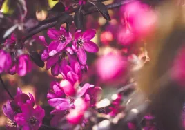 jablon-plakat-premium-100x70-cm