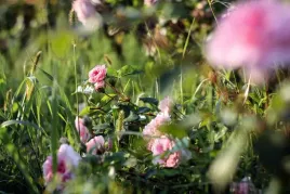 pudrowe-roze-plakat-premium-594x42-cm