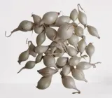 cebula-dymka-alibaba-025-kg-biala-marka-inna