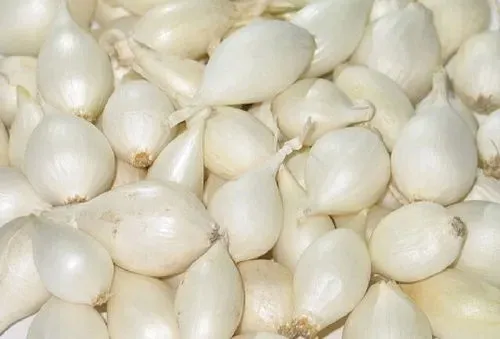 cebula-dymka-alibaba-025-kg-biala-waga-250-g