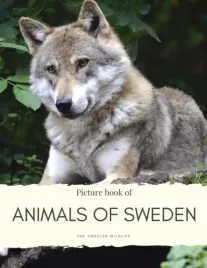 picture-book-of-animals-in-sweden-meet-the-wildlife-that-lives-in-the-fore